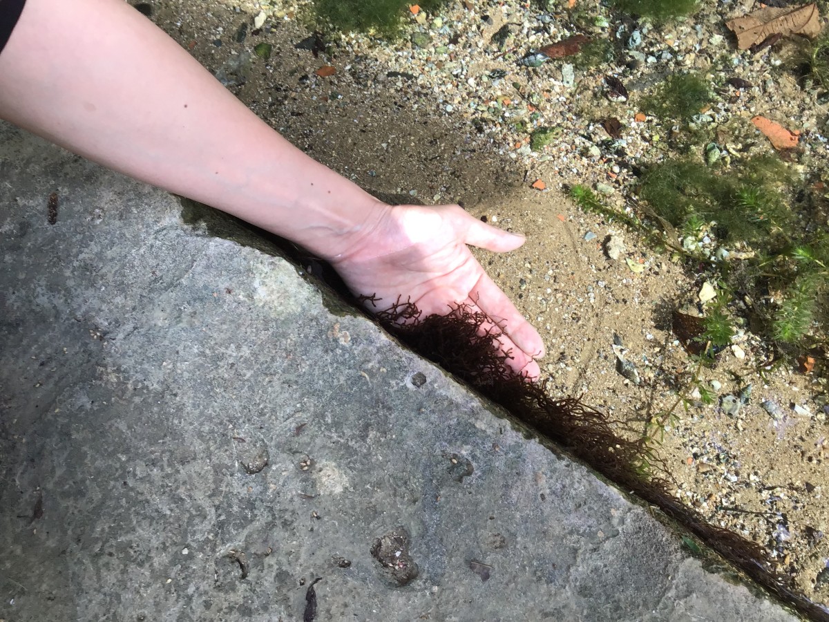 通路から見える藻