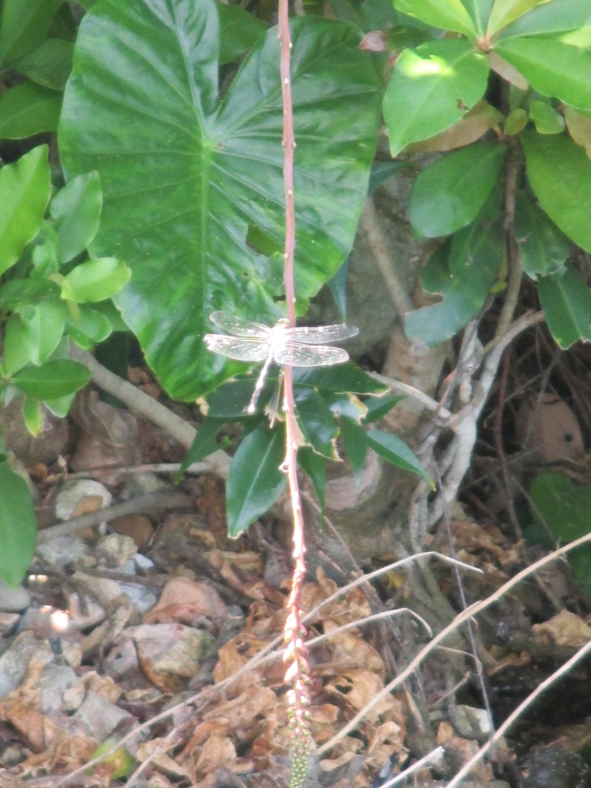 生物（とんぼ）